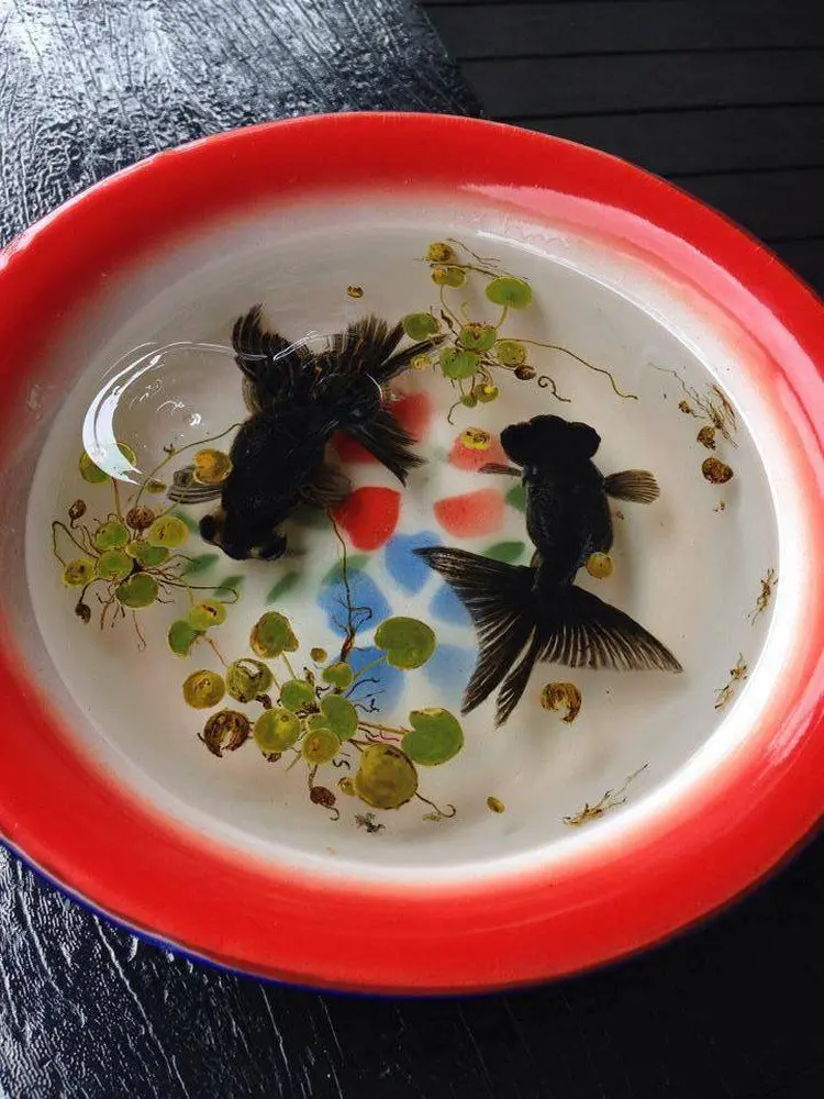 black fish bowl resin