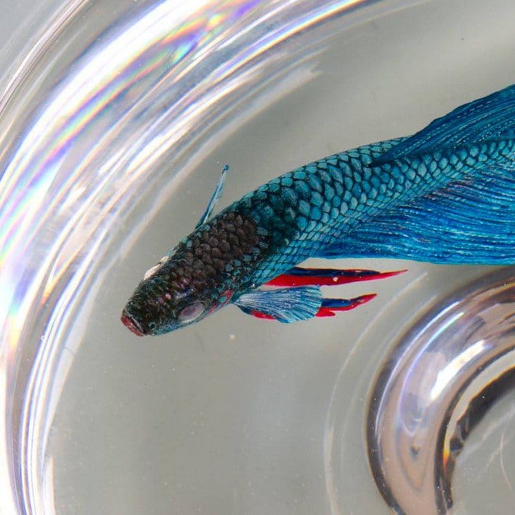 blue fish close up resin