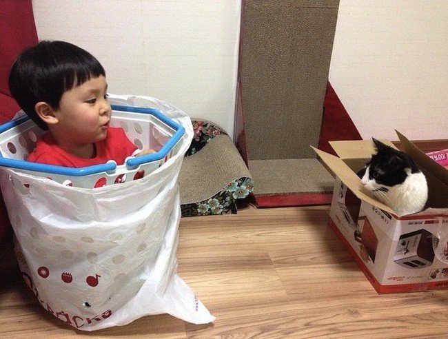 boy box cat box