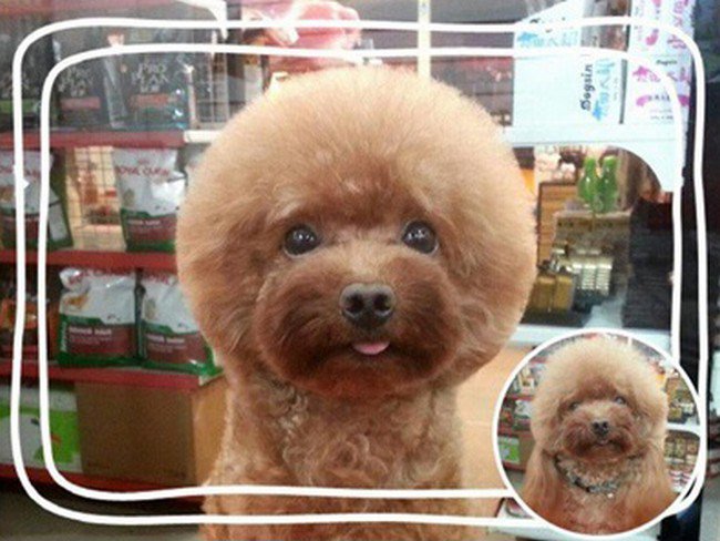 brown dog round haircut