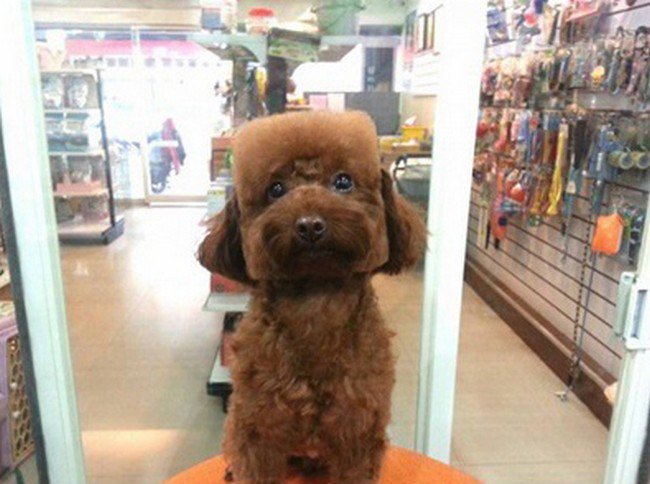 brown dog square haircut