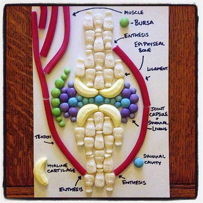 candy-anatomy-diagrams