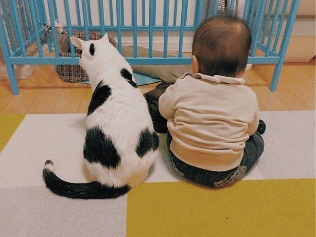 cat baby cage
