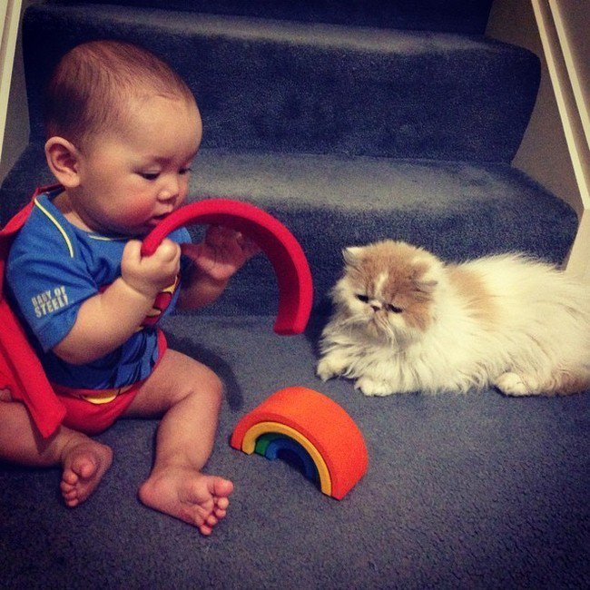 cat baby playing stairs