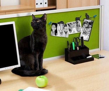 cat clip picture hangers