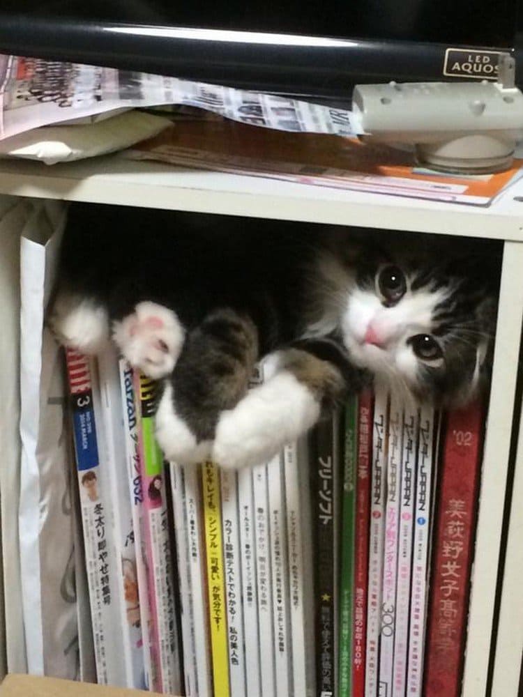 cat hiding bookshelf
