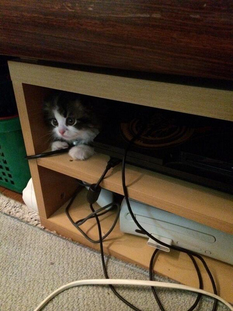 cat hiding consoles