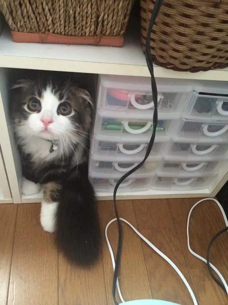 cat hiding storage