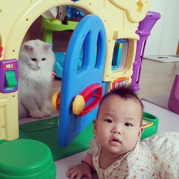 19 Cats Being Awesomely Cute Babysitters