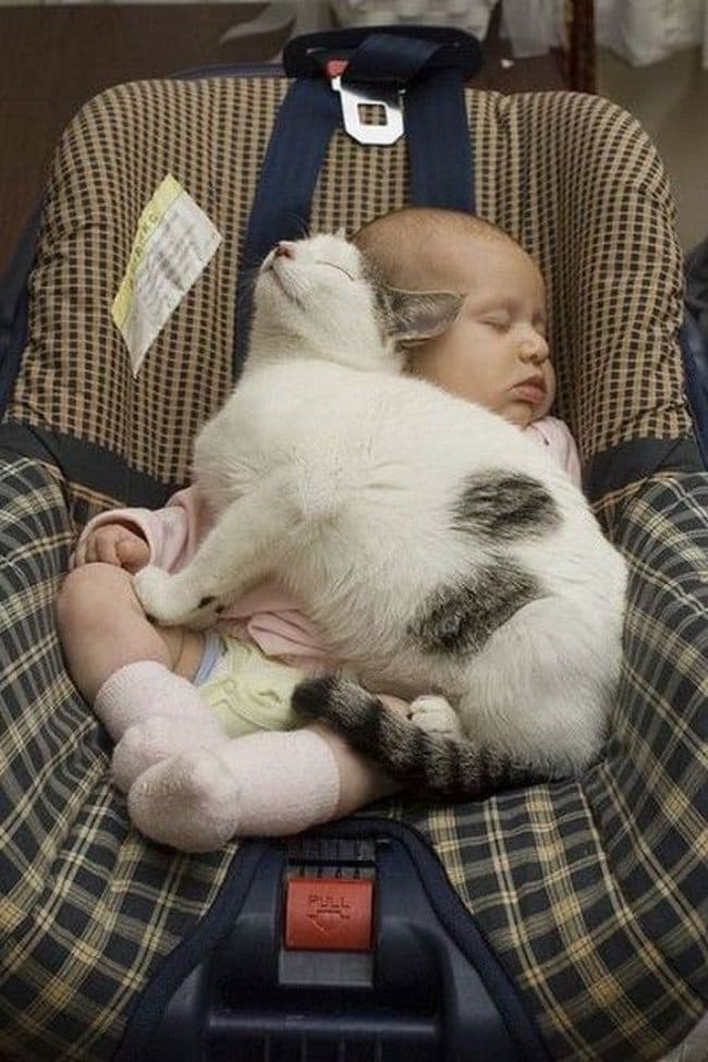 cat sleeping baby