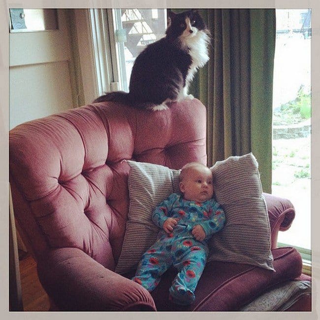 cat watching over baby