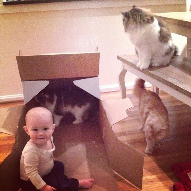 cats in box baby