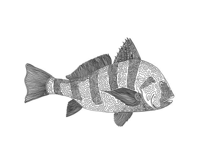 cory-casella-fish