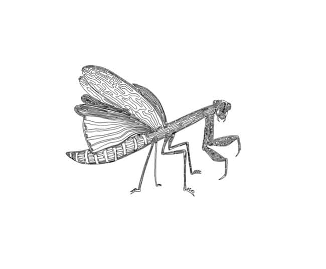 cory-casella-mantis