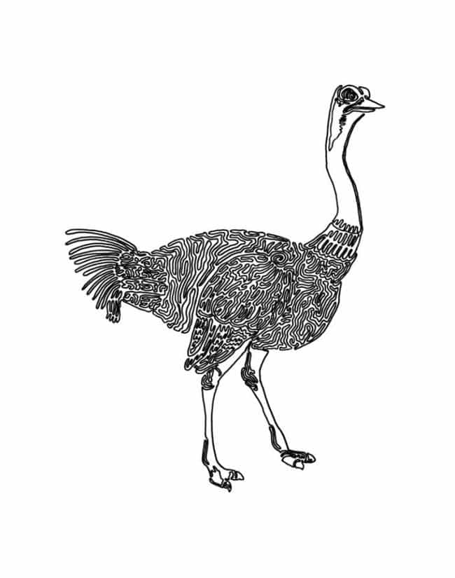 cory-casella-ostrich