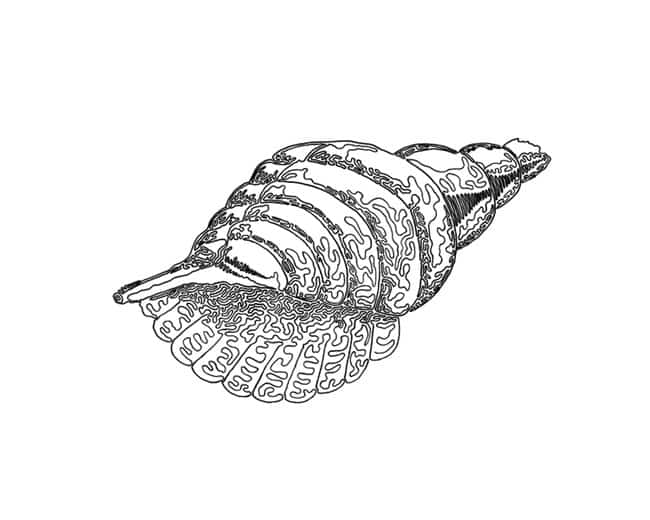 cory-casella-shell