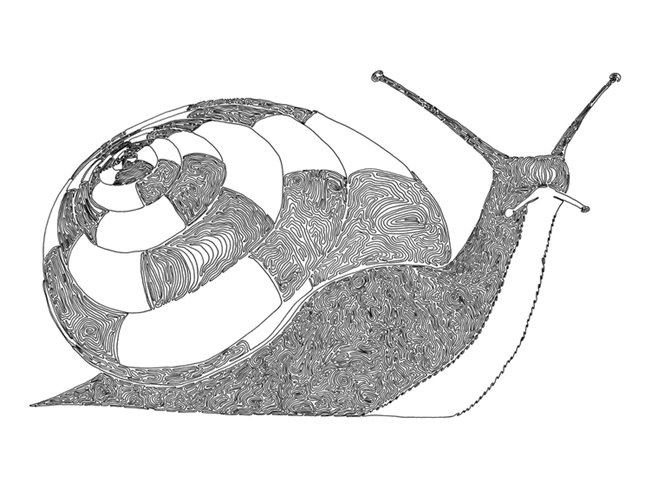 cory-casella-snail