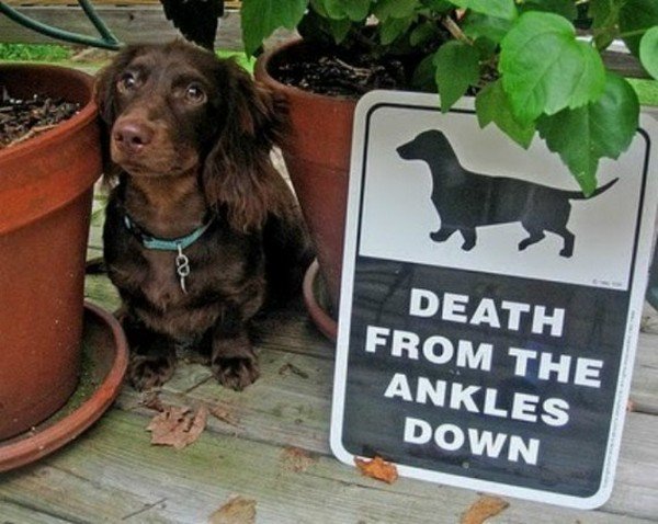 death ankles down dachshund