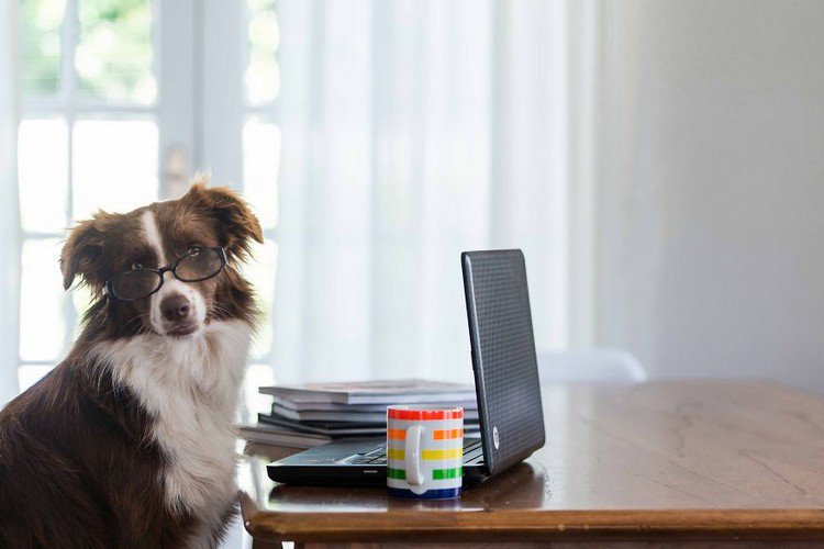 dog glasses laptop