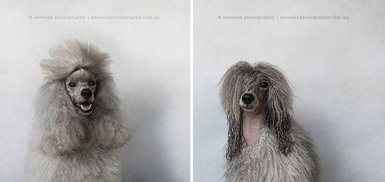 dog-poodle