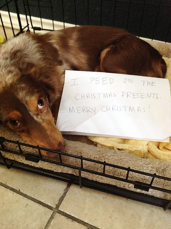 dog-shaming-christmas
