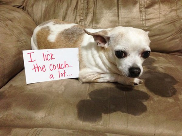 dog-shaming-couch-lick