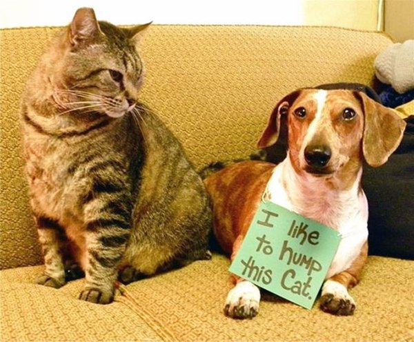 dog-shaming-hump