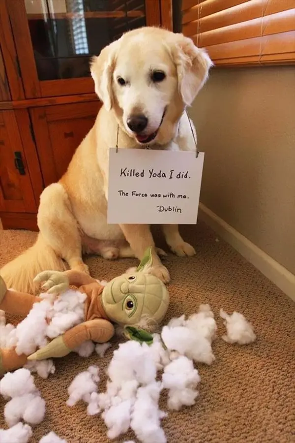 dog-shaming-kill-yoda