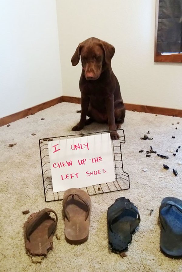 dog-shaming-left