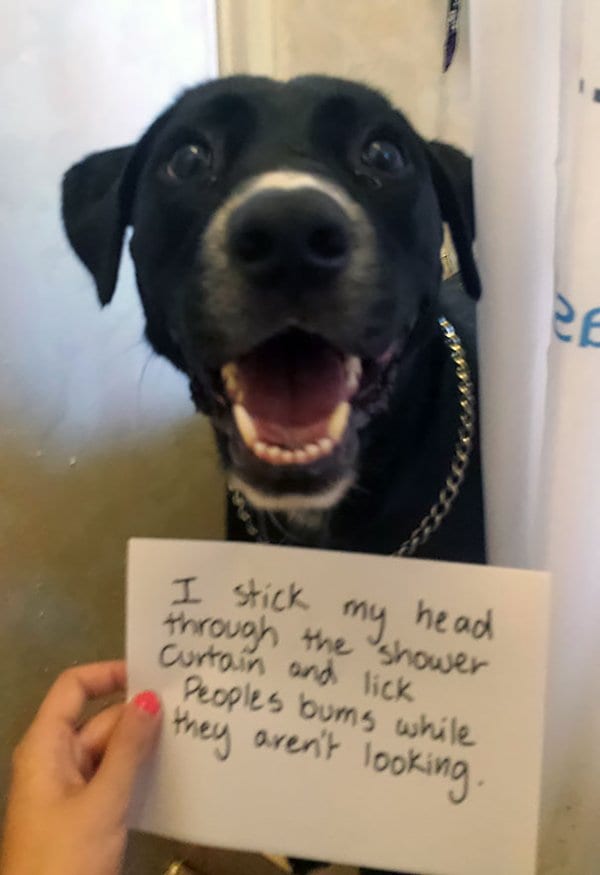 dog-shaming-lick-bums