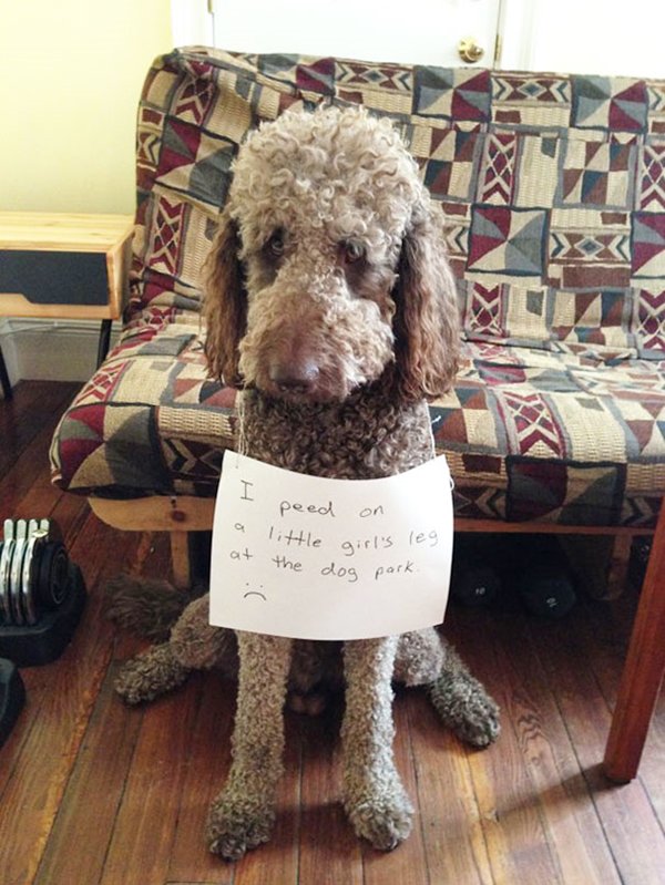 dog-shaming-little-girl