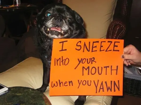 dog-shaming-mouth