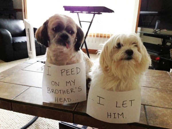 dog-shaming-pee