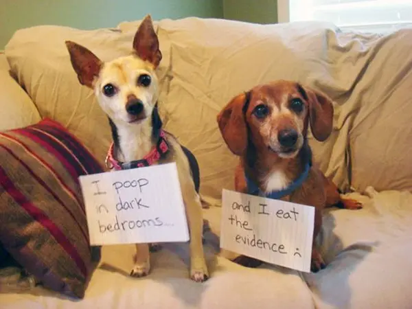 dog-shaming-poop