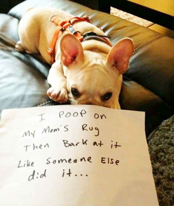 dog-shaming-rug