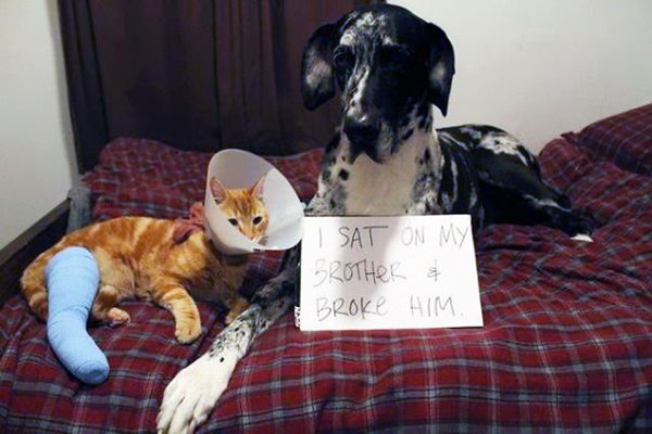 dog-shaming-sit