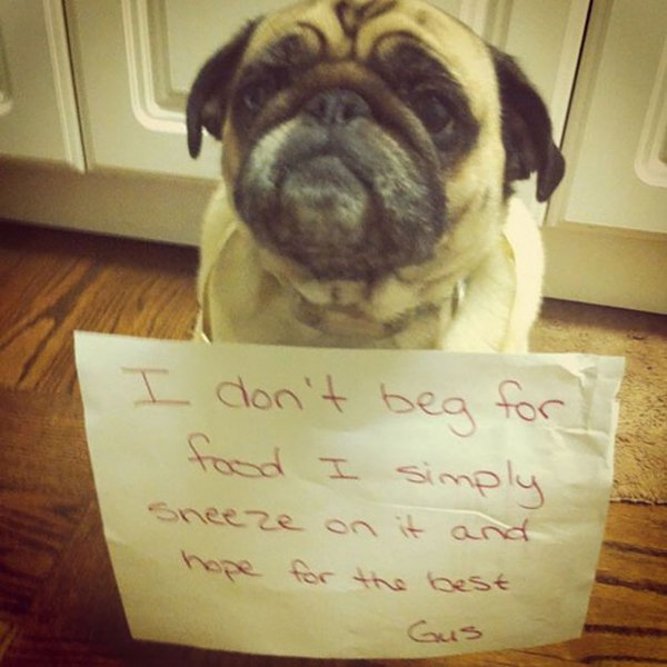 dog-shaming-sneeze