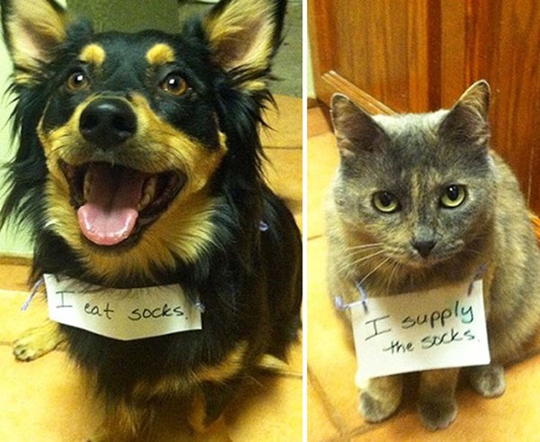 dog-shaming-socks