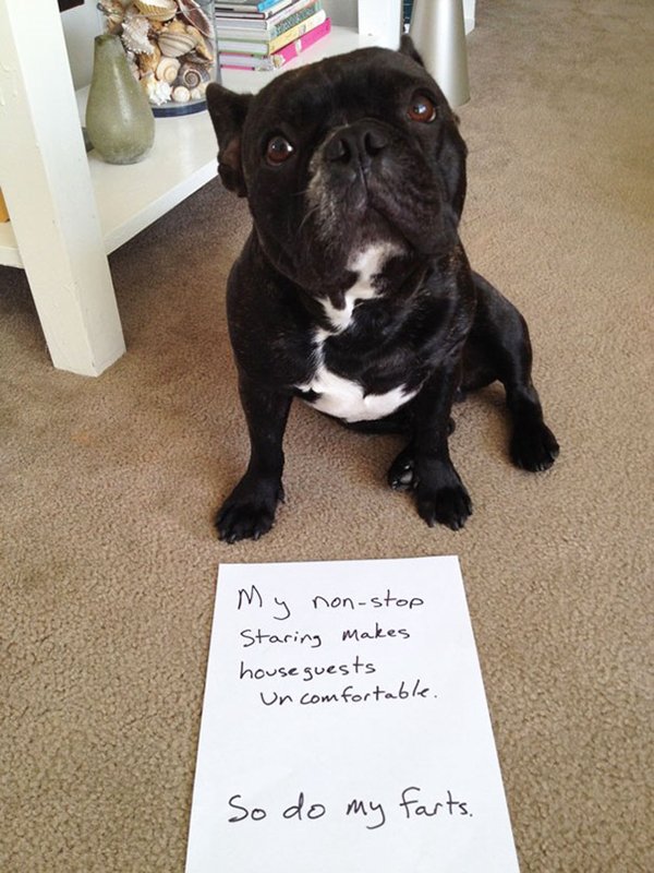 dog-shaming-staring