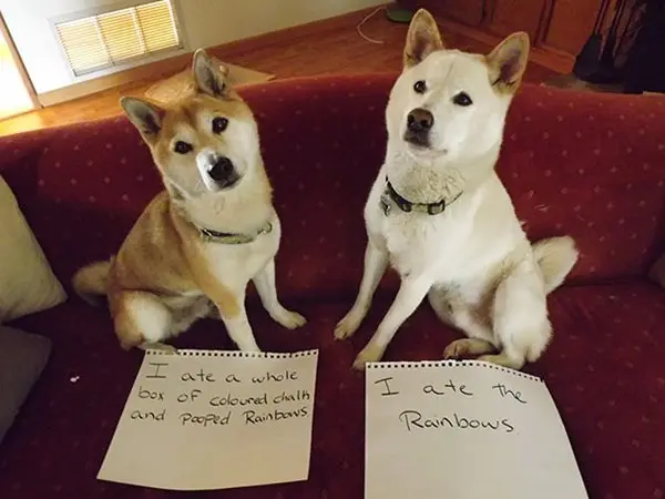 dog-shaming-taste-the-rainbow