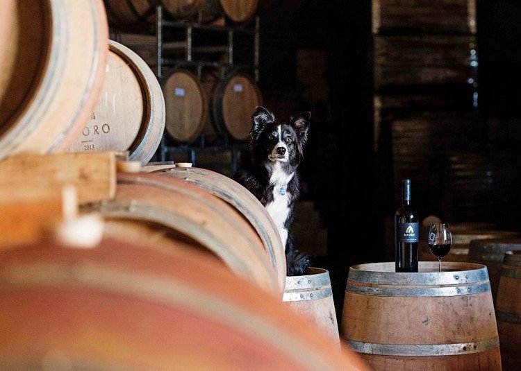 dog winemaker