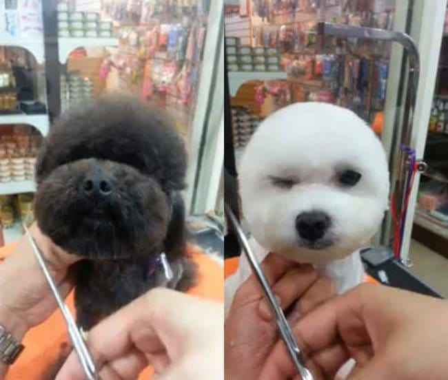 dogs getting hair cut