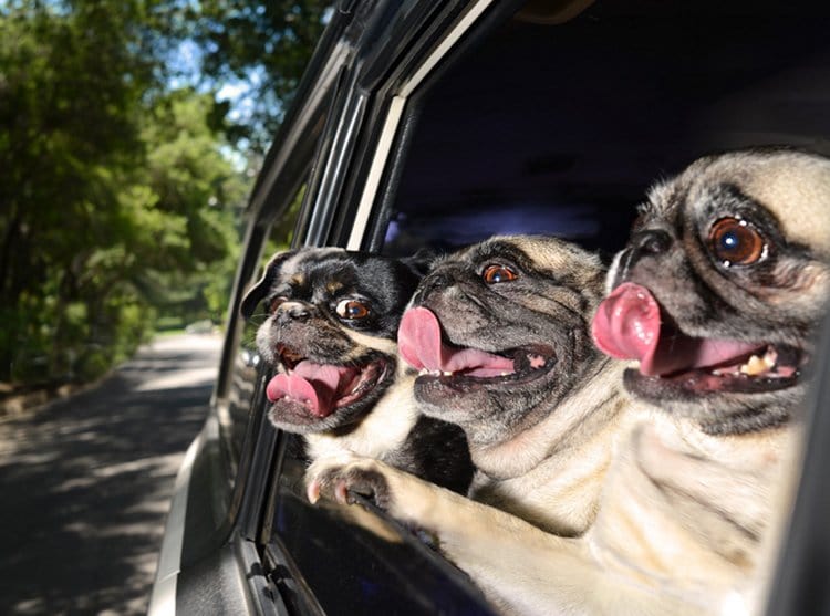 dogs-in-cars-pugs