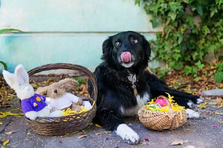 easter dog baskets