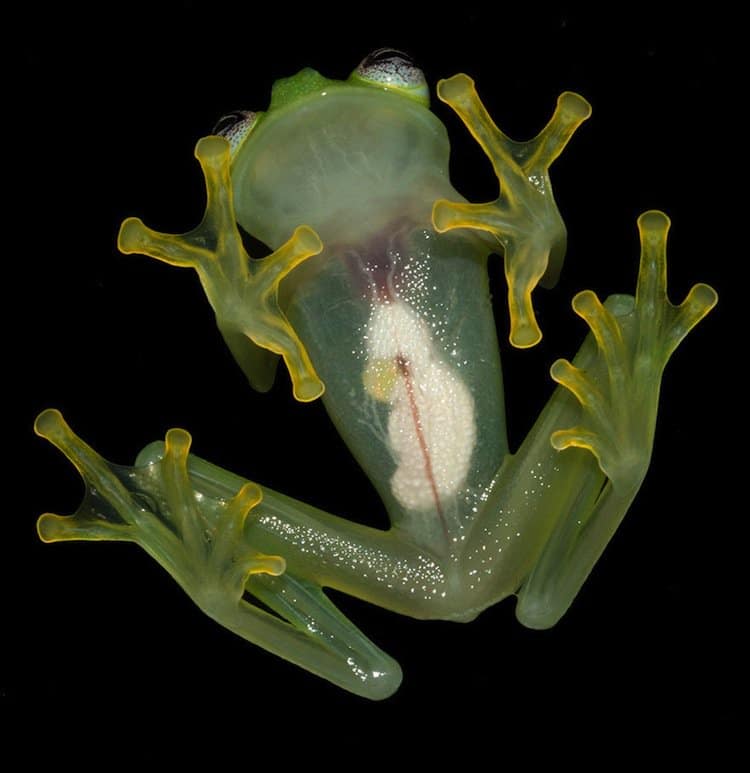 frog-glass