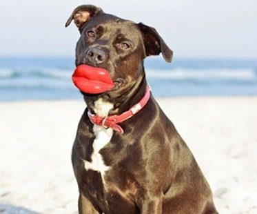 giant lips dog toy ball