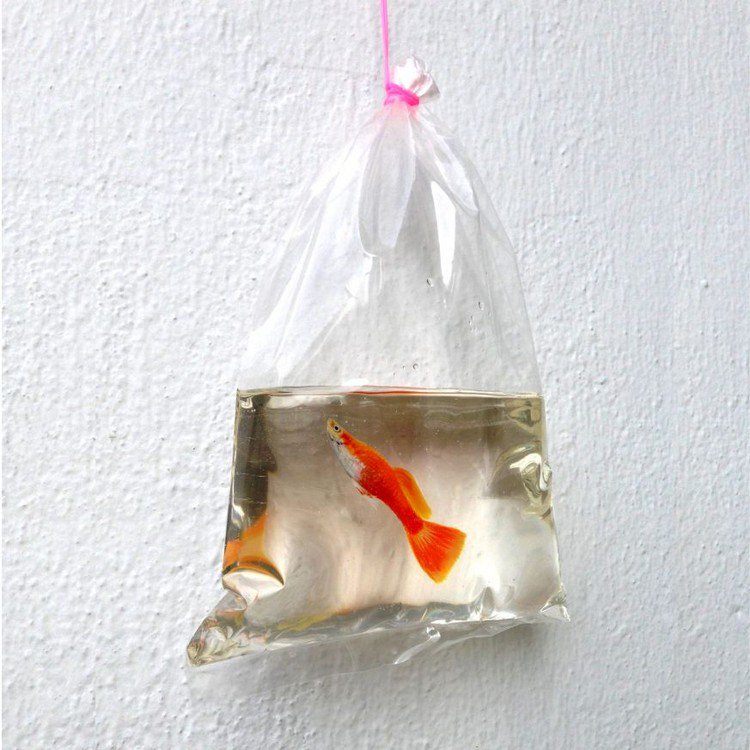 goldfish bag resin
