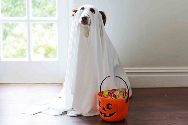 halloween ghost dog