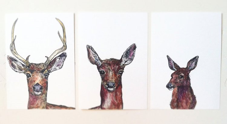 janie-stapleton-deer