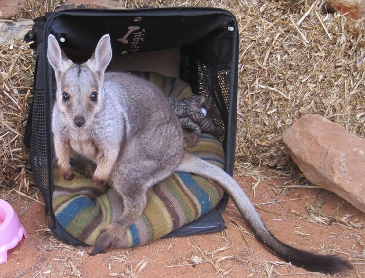 kangaroo-box